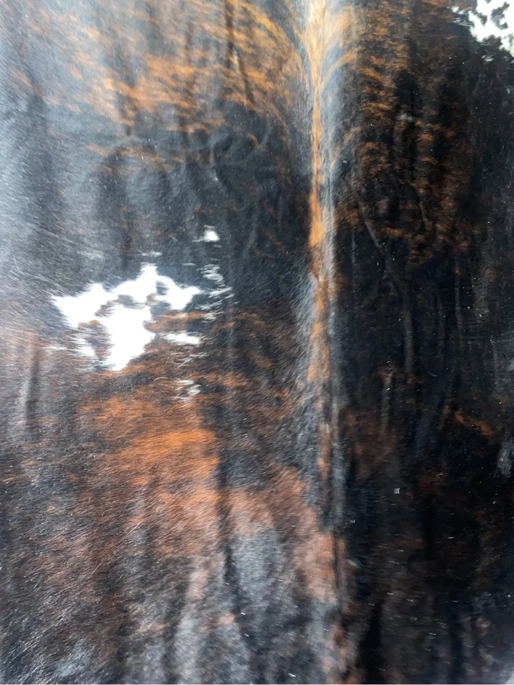 Cowhide rugs